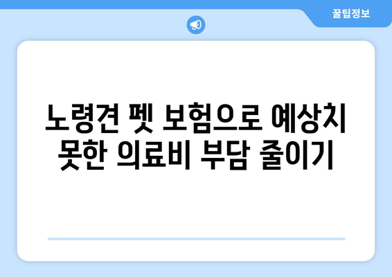 노령견도 OK! 든든한 보호막, 노령견 펫 보험 가입 가이드 | 펫보험, 노령견 건강, 보험 비교